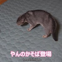 やんのかポーズの猫