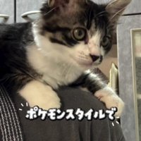 肩に乗っている子猫