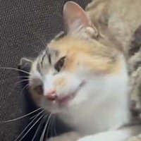 顔をしかめる三毛猫