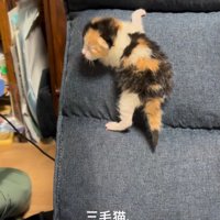 振り向く子猫