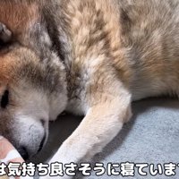 気持ちよさそうに寝ているリキくん