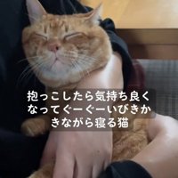 抱っこされる猫