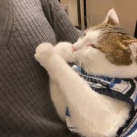 前足をなめる猫