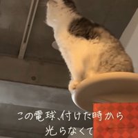 電球を見つめる猫