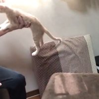 片手で持ち上げられる猫