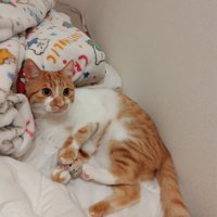 ボールを握る猫