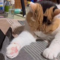手を伸ばす猫