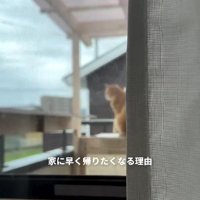 テラスの猫