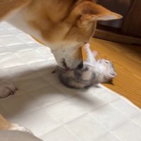 子猫をお世話する犬