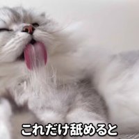 長い毛が舌に絡まるモルンさん