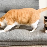 成猫の後ろにいる子猫