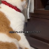 のけ反る猫