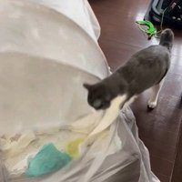 蚊帳をひっかいている猫