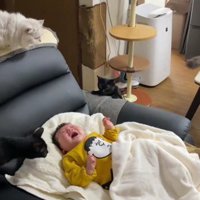 泣いている赤ちゃんと猫たち