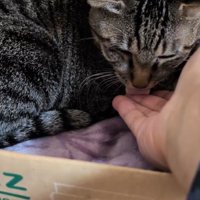 舌で薬を飲もうとする猫