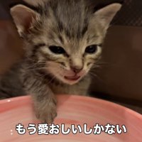 水の容器に前足を乗せる子猫