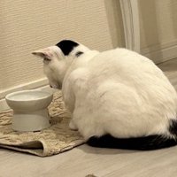 じっとフードボウルを見つめる猫の背中のアップ