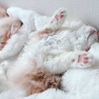 毛布の上で眠る猫たち