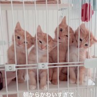 鳴き出す子猫たち