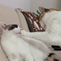 左の猫の口に前脚を当てる右の猫