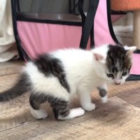 子猫が部屋を歩き始める様子
