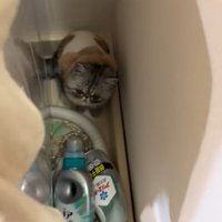 洗濯機横にいた子猫