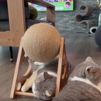 爪とぎの下の猫