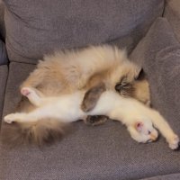 伸びる白猫と抱きかかえる猫