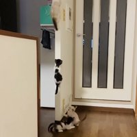 袖壁を登る4匹の子猫