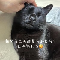 頭を撫でられて目を瞑っている猫