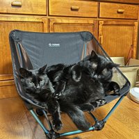 キャンプ用のイスに乗る2匹の黒猫