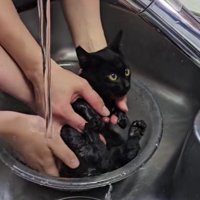 洗われる子猫