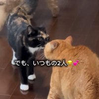 鼻を近づけて匂いをかぎ合う2頭の猫