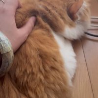 背中をなでられる猫