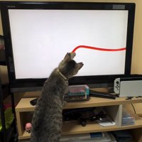 テレビに向かって左前足を伸ばしている猫の後ろ姿