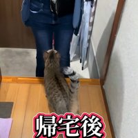 出迎え猫