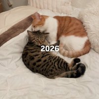 ベッドに寝転がる2頭の猫