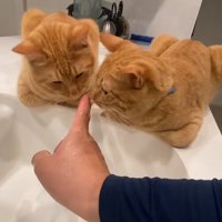 香箱座りして飼い主の指に鼻を寄せる2匹の猫