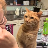 テーブルの上に登る猫