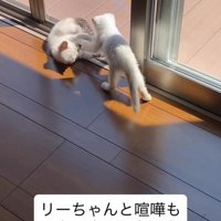 じゃれる子猫たち