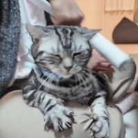 コロコロされている猫