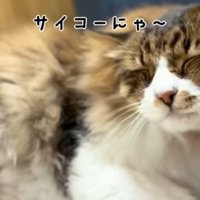 サイコーにゃ〜