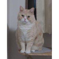 室内にいる猫