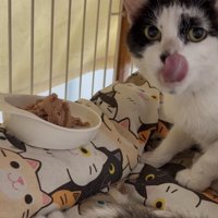 舌を出している猫