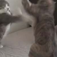 ベッドの上で喧嘩をする猫