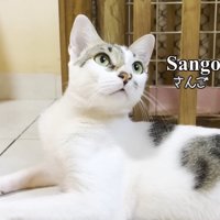 さんごのアップ