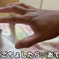 人の手と両手を広げる子猫（こちょこちょしたら、おててパー）