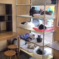 店内の左側に設置されたラックに乗る猫たち