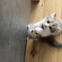 後足で立っておやつをほしがる2匹のミヌエットの子猫