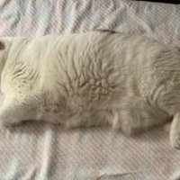 寝ている猫